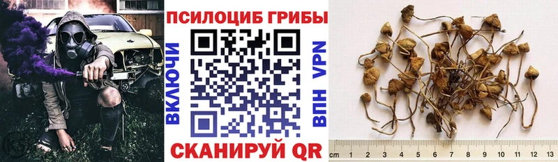 как найти наркотики  Новый Уренгой  Псилоцибиновые грибы Cubensis 